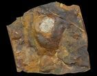 Unidentified Fossil Fruit From North Dakota - Paleocene #65837-2
